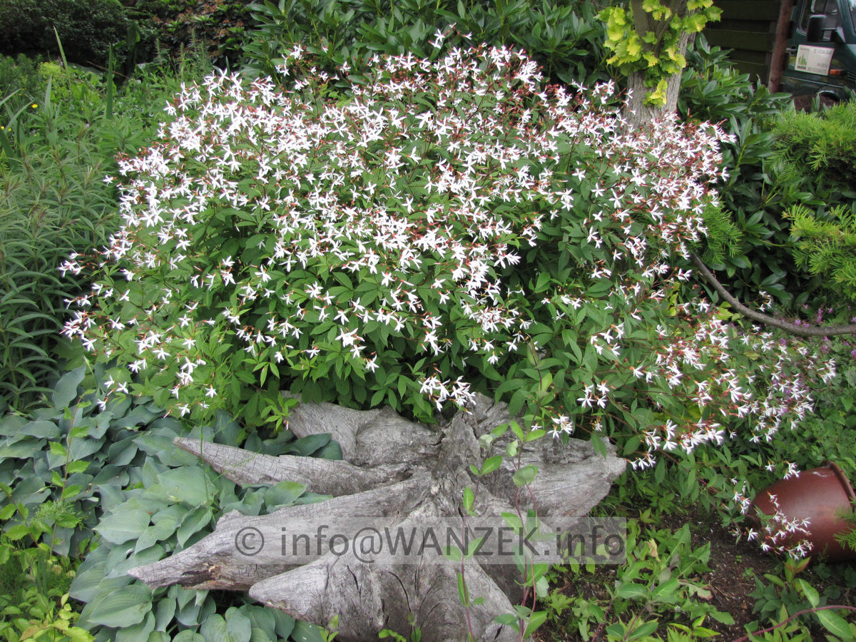 Gillenia trifoliata 01.JPG
